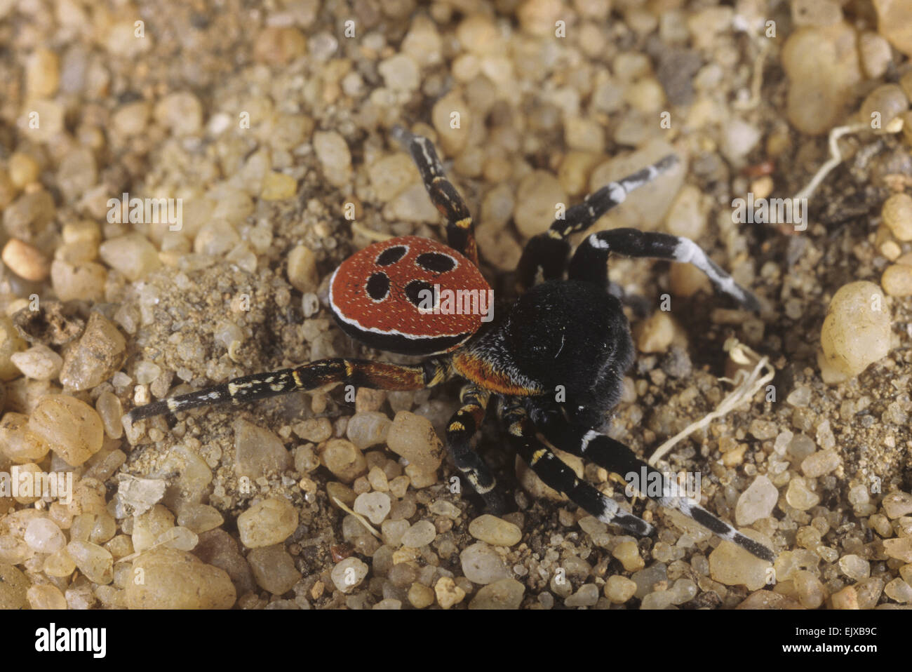 Marienkäfer Spider - Eresus niger Stockfoto