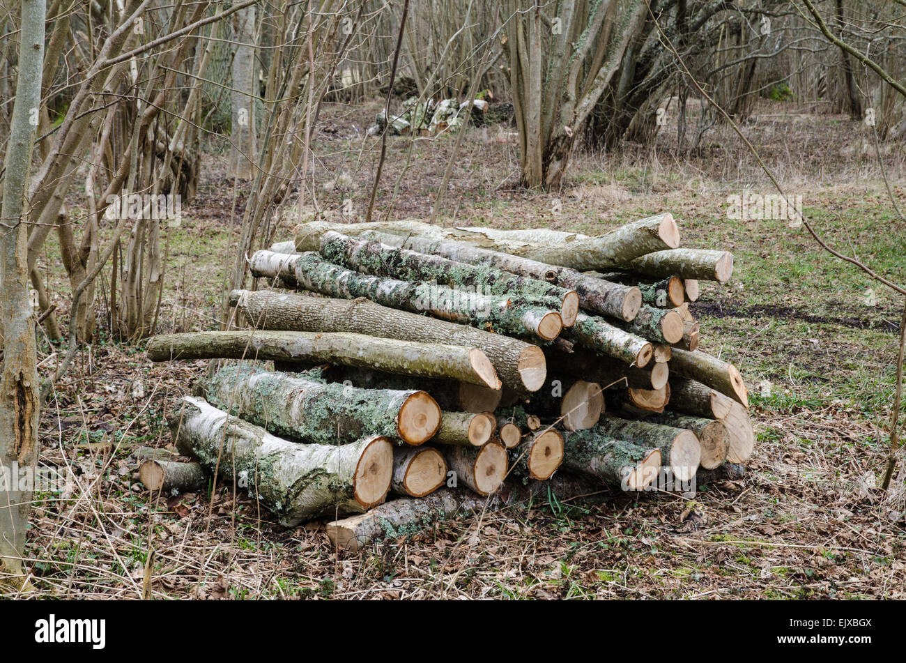 Suistainable Energie in Form von einem Haufen Brennholz in einem Laubwald Stockfoto