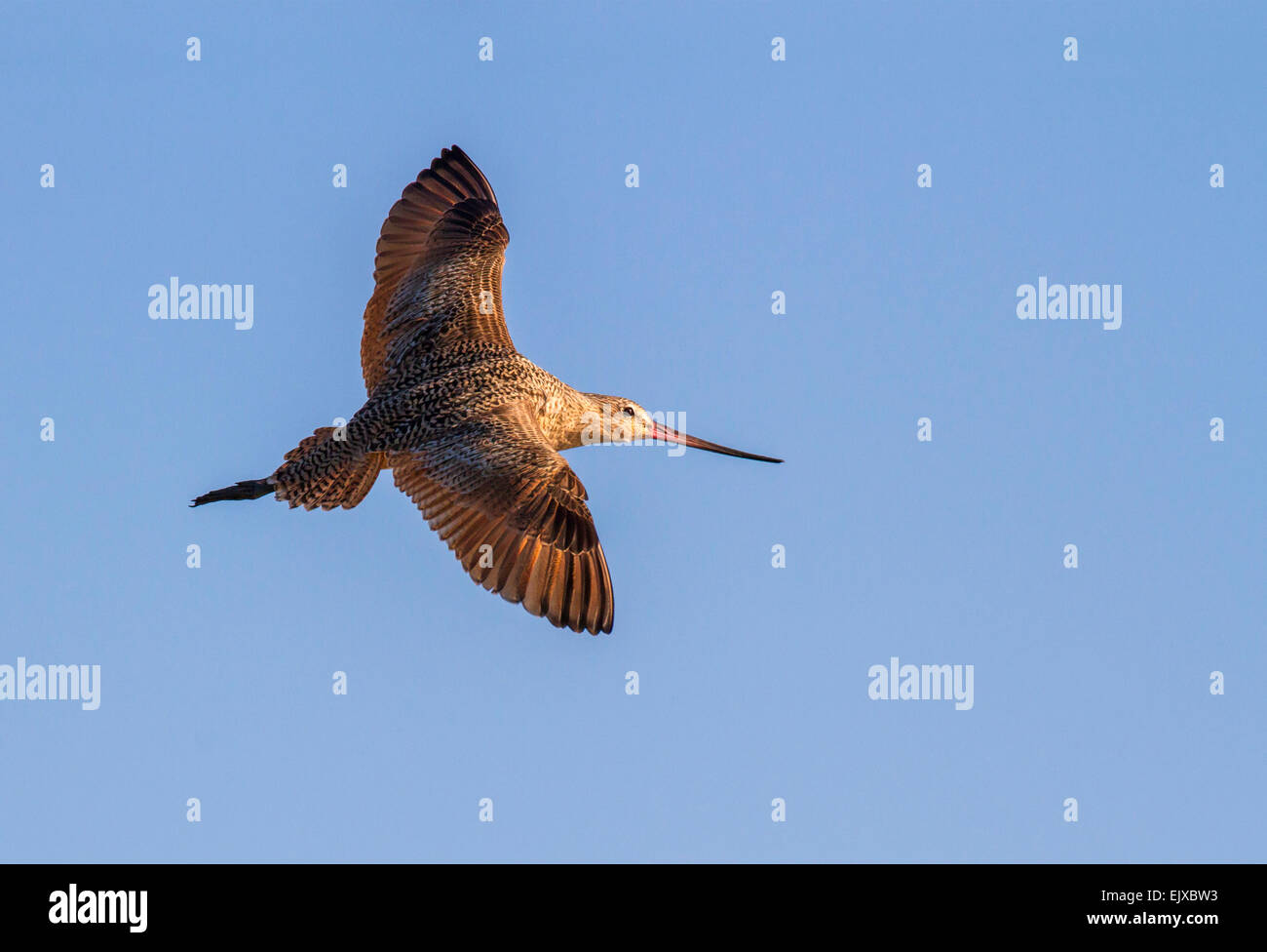 Marmorierte Uferschnepfe (Limosa Fedoa) fliegen, Galveston, Texas, USA. Stockfoto