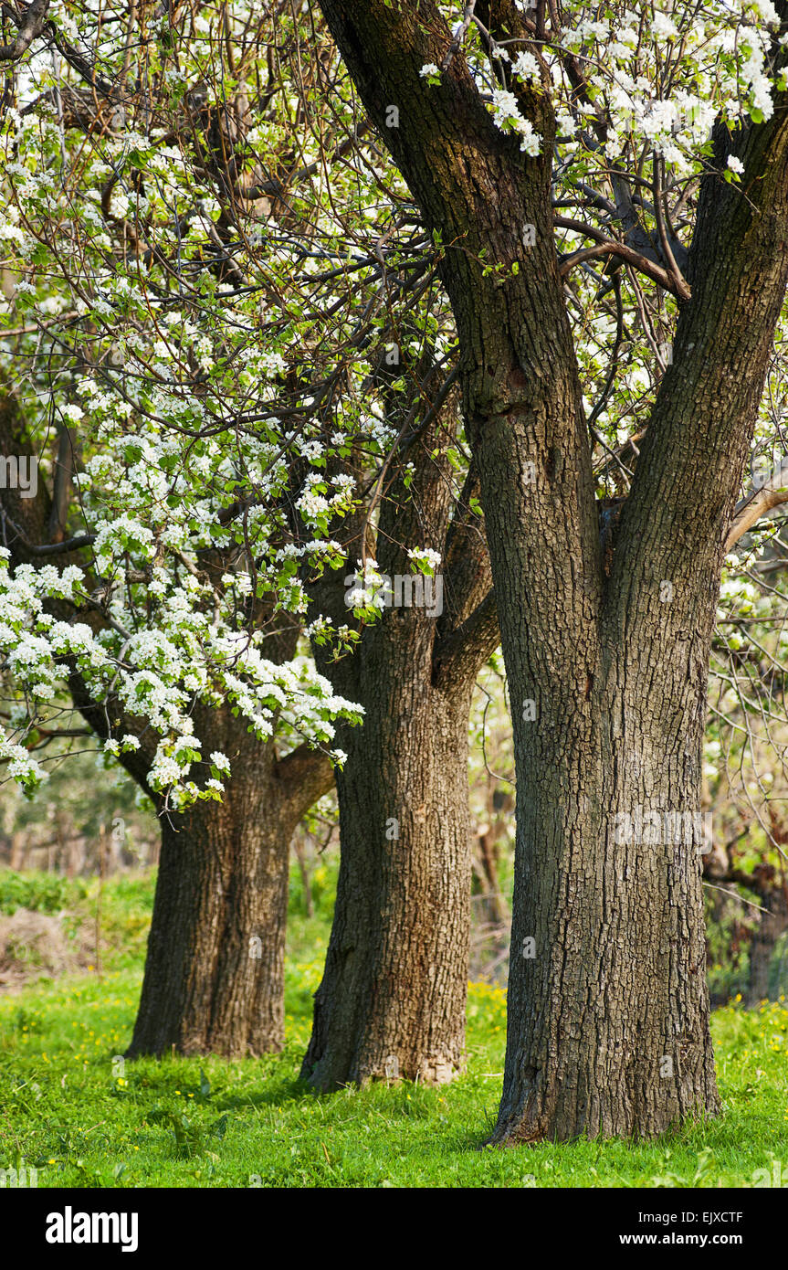 Eine Reihe von blühenden Birnbäumen auf Pilion Halbinsel, Thessalien, Griechenland Stockfoto