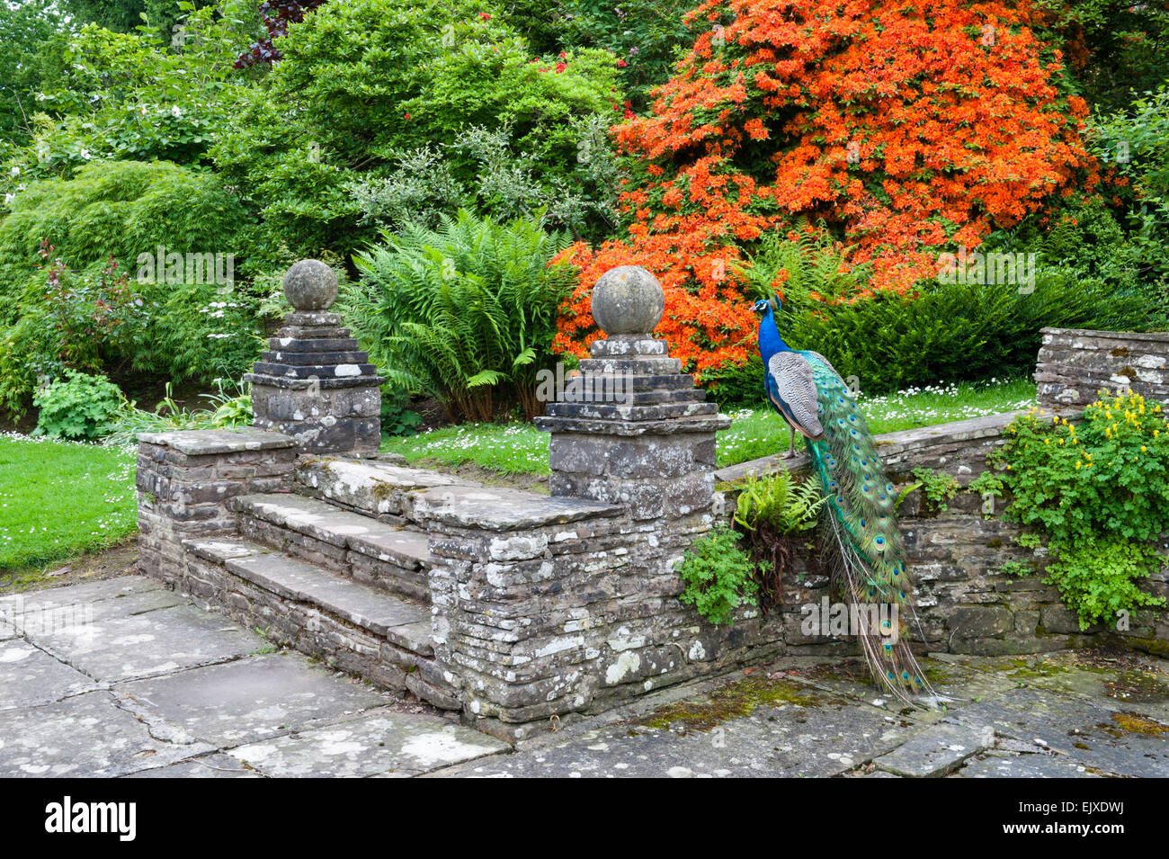 Llanvihangel Gericht, Llanvihangel Crucorney, Abergavenny, Wales, UK. Eine 16c-Villa mit schönen Gärten Stockfoto