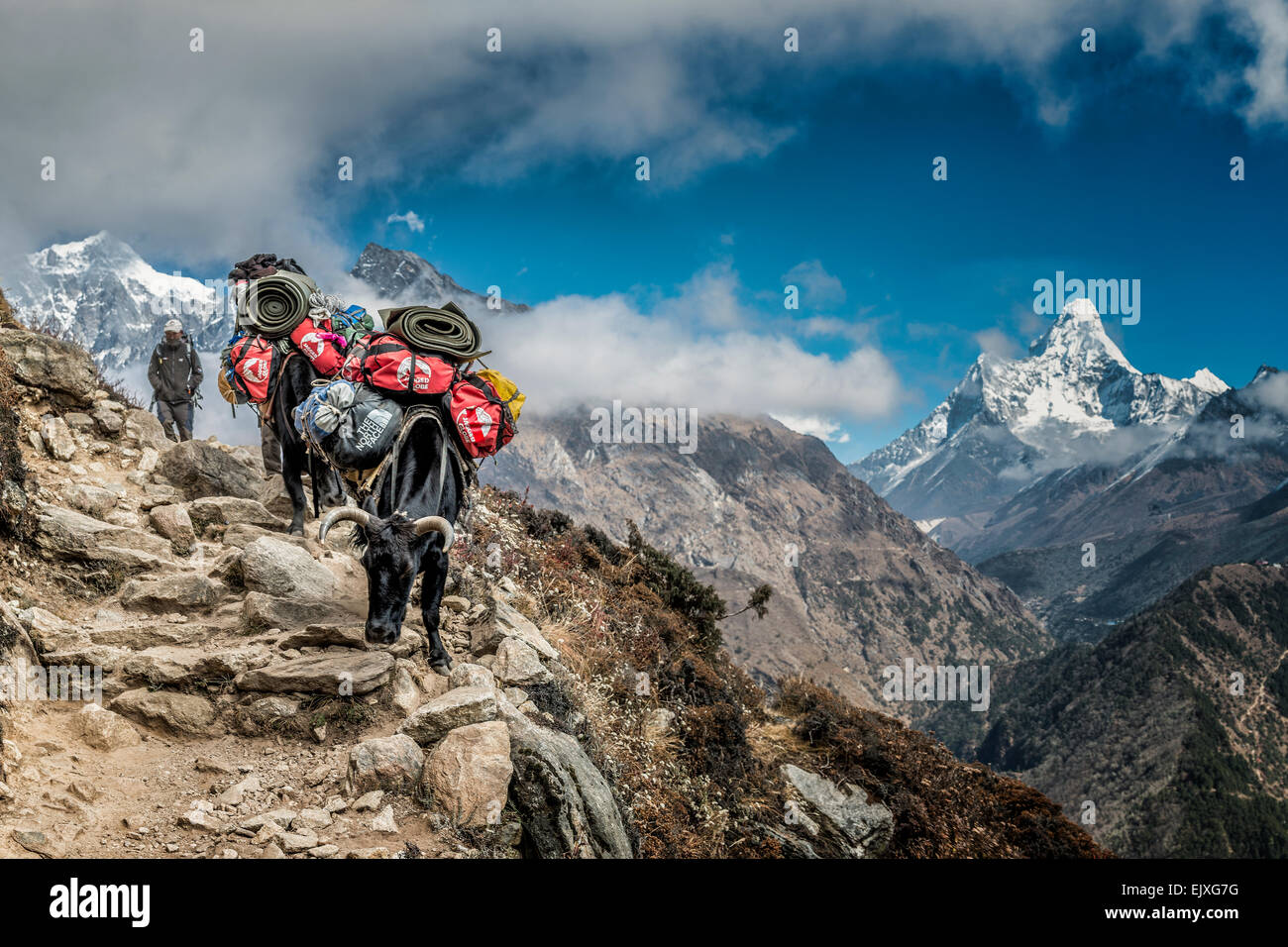 Nepal, Khumbu, Everest Region, Mong, Yaks mit Ama Dablam im Hintergrund Stockfoto