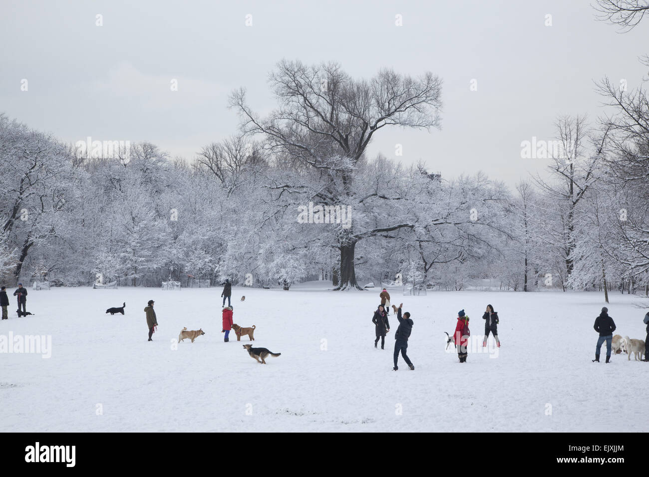 Wintermorgen in Prospect Park vor 09:00 Wenn Hunde frei herumlaufen dürfen.  Brooklyn, NY Stockfotografie - Alamy