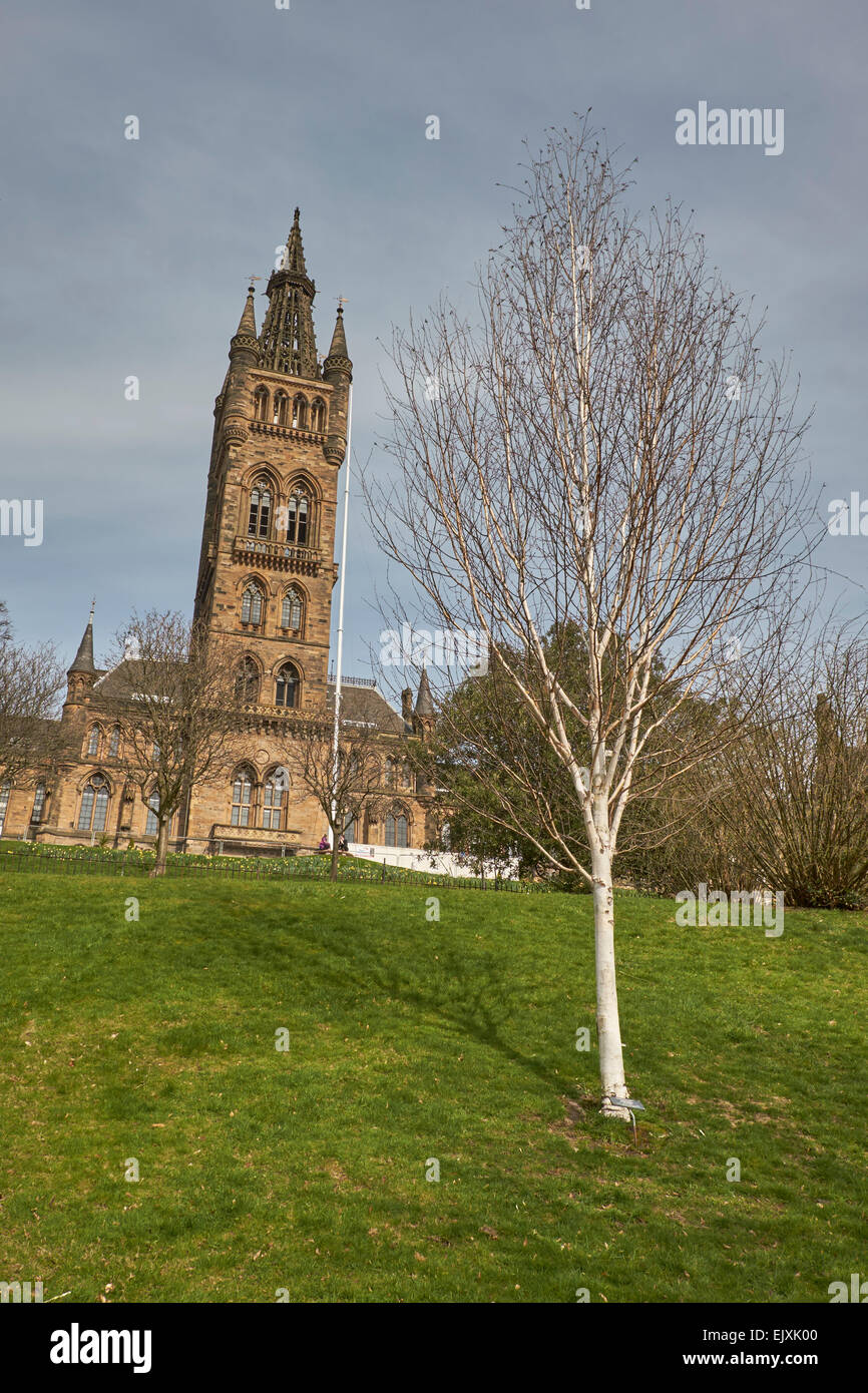 Glasgow University Gilbert Scott Gebäude mit einer jungen Denkmal Birke gepflanzt im Vordergrund. Stockfoto