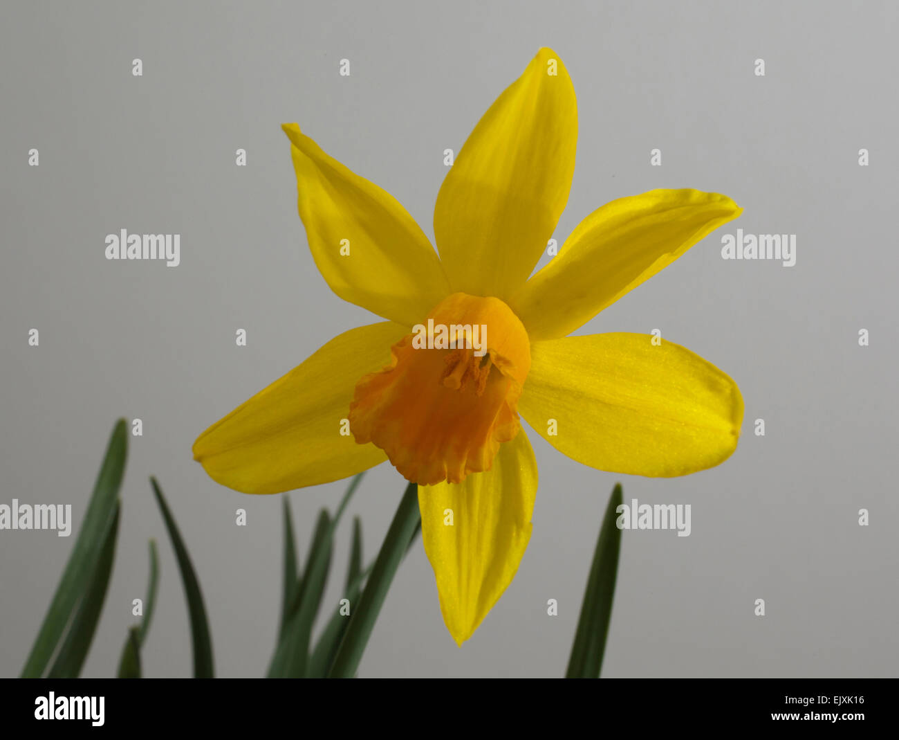 Zwerg-Narzisse Narzissen Tete ein Tete Jetfire mit seiner leuchtenden gelben Blüten mit einem langen trompetenförmigen Zentrum (Korona). Stockfoto