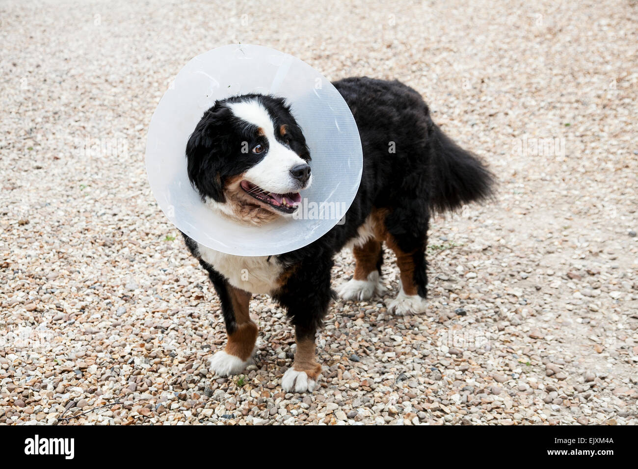 Elisabeth tierärztliche Kragen auf ein Berner Sennenhund. Stockfoto
