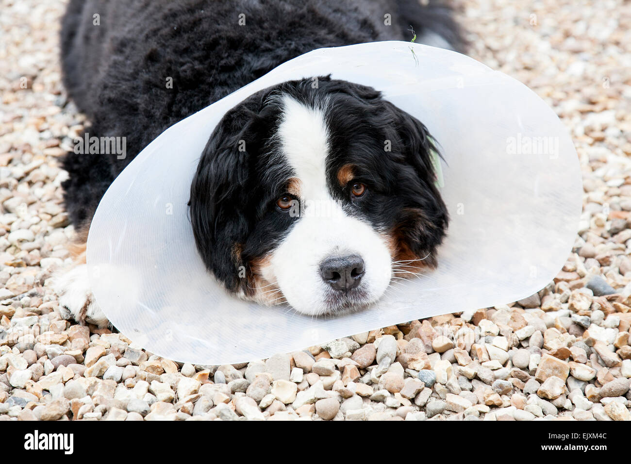 Elisabeth tierärztliche Kragen auf ein Berner Sennenhund. Stockfoto