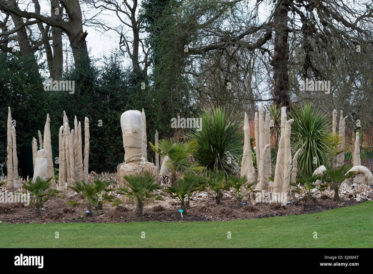 Die Überwinterung zarten Pflanzen mit hessischen an der RHS Wisley Gardens. Surrey, England Stockfoto