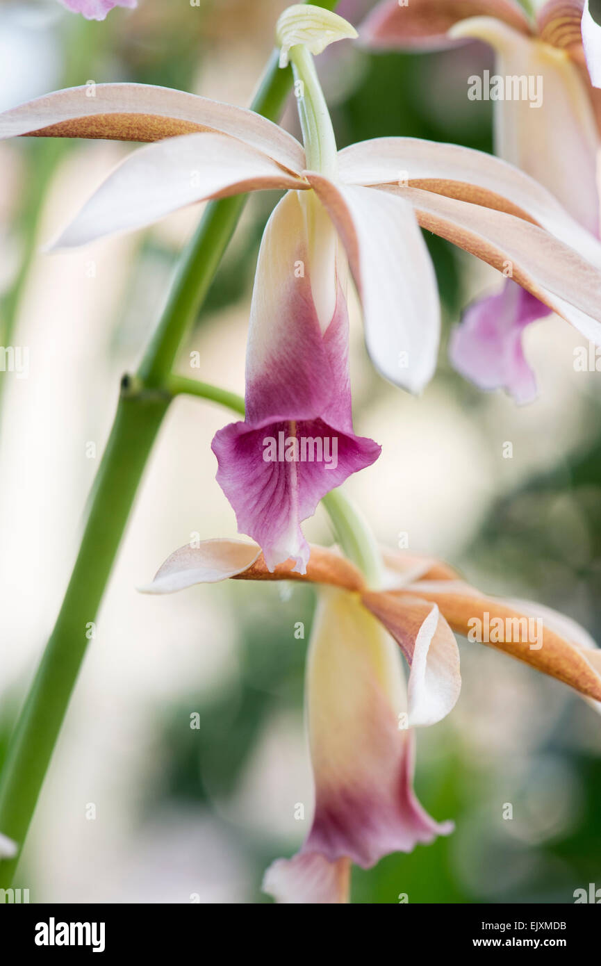 Phaius Tankervilleae. Terrestrische Orchidee Stockfoto