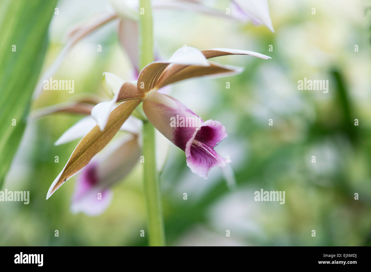 Phaius Tankervilleae. Terrestrische Orchidee Stockfoto