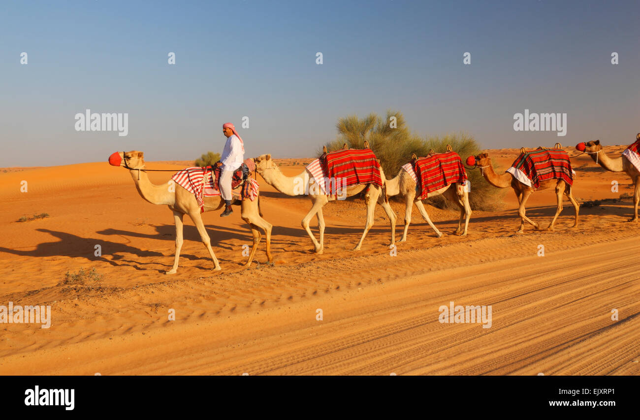 Kamel-Karawane mit Beduinen vor, Dubai Desert. Stockfoto