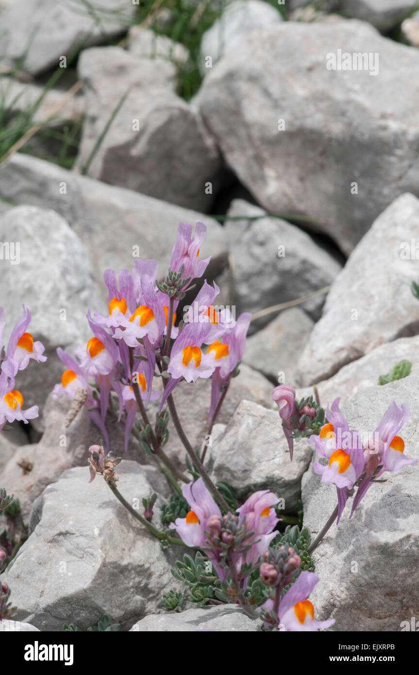 Alpen-Leinkraut: Linaria Alpina. Picos de Europa, Spanien. Stockfoto