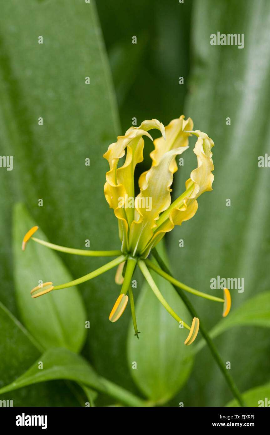 Pracht-Lilie: Gloriosa Superba 'Lutea' Stockfoto