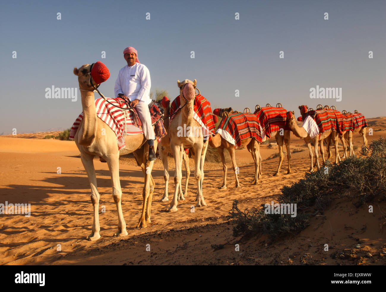 Kamel-Karawane mit Beduinen vor, Dubai Desert. Stockfoto