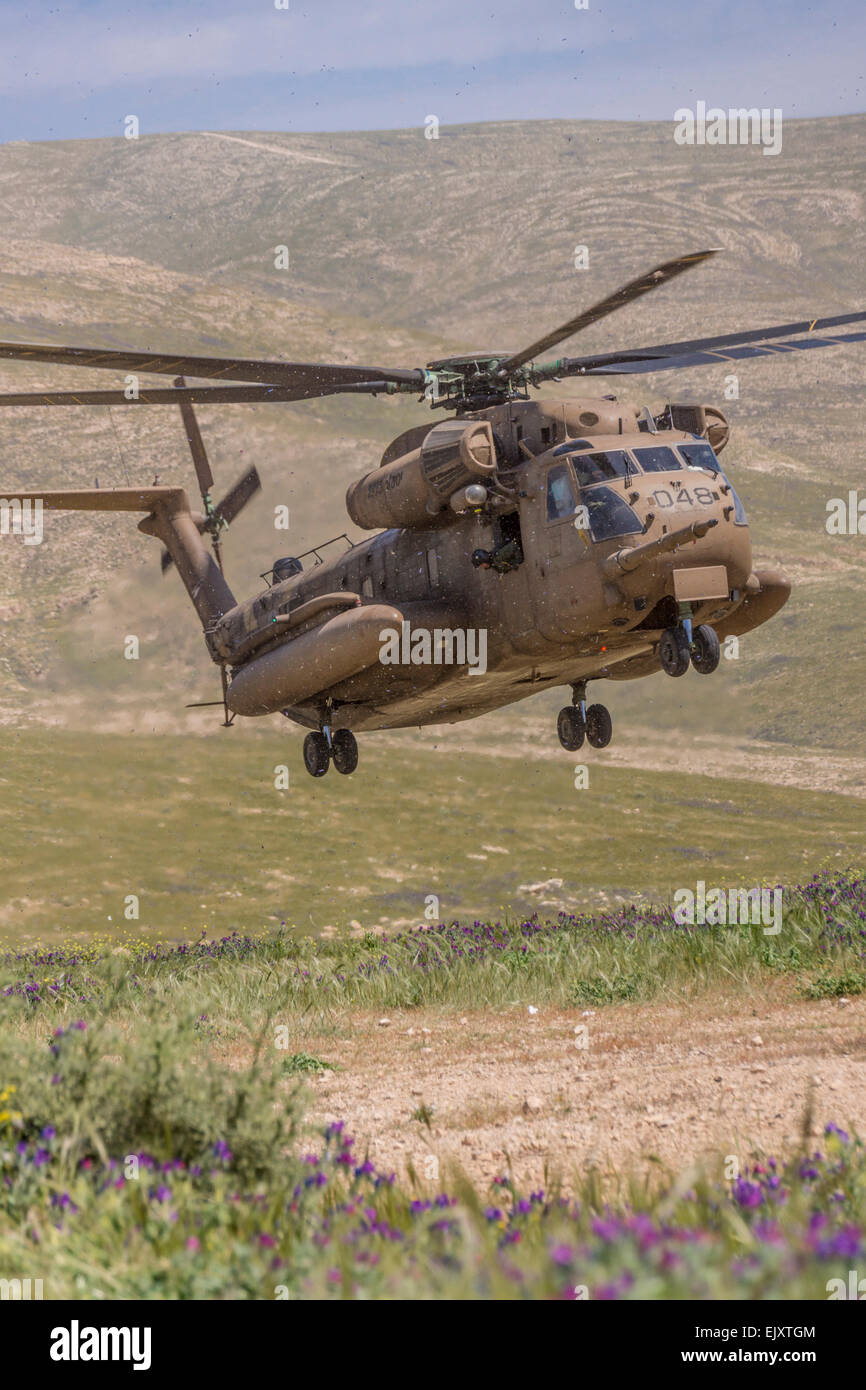 Judäische Wüste, Israel. Ein israelische Luftwaffe Ch-53 Hubschrauber landet unter den judäischen Viper-Bugloss (Echium Judaeum) Blumen Stockfoto