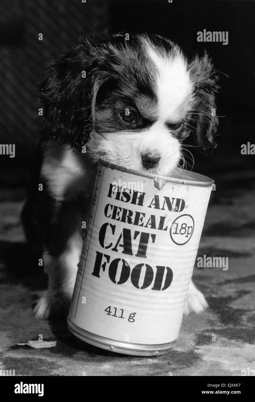 Spaniel Welpen mit einer Dose Katzenfutter. 11. August 1985. Stockfoto