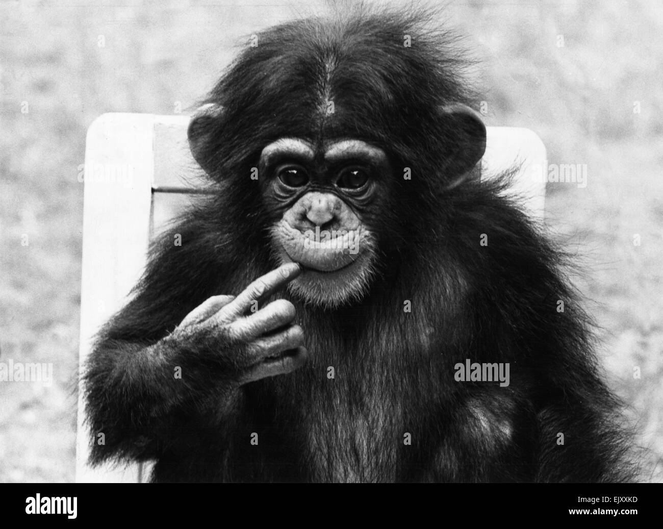 Topas Baby Schimpansen im Belle Vue Zoo, lassen ihre Halter wissen, dass sie hungrig ist. 16. Juli 1975. Stockfoto