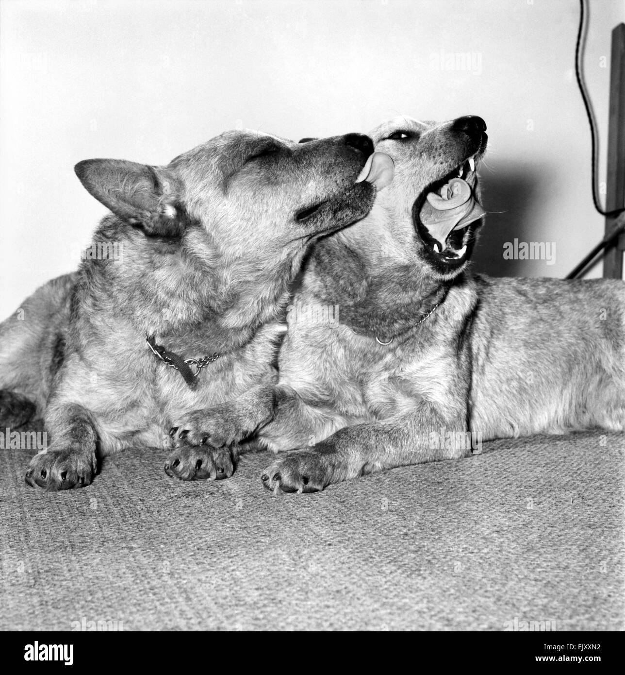 Tiere: Hunde: Geschichte erfolgt die Cruft Hundeausstellung in diesem Jahr als "Honig" die 3-jährige Australian Cattle Dog die erste macht jemals aussehen ihrer Rasse bei der Show am Februar 14. St. Valentinstag. "Digger" gibt 'Honig' einen Valentinstag Kuss für Glück, bevor sie sich für die Crufts Show verlässt. Februar 1981 81-0571-006 Stockfoto