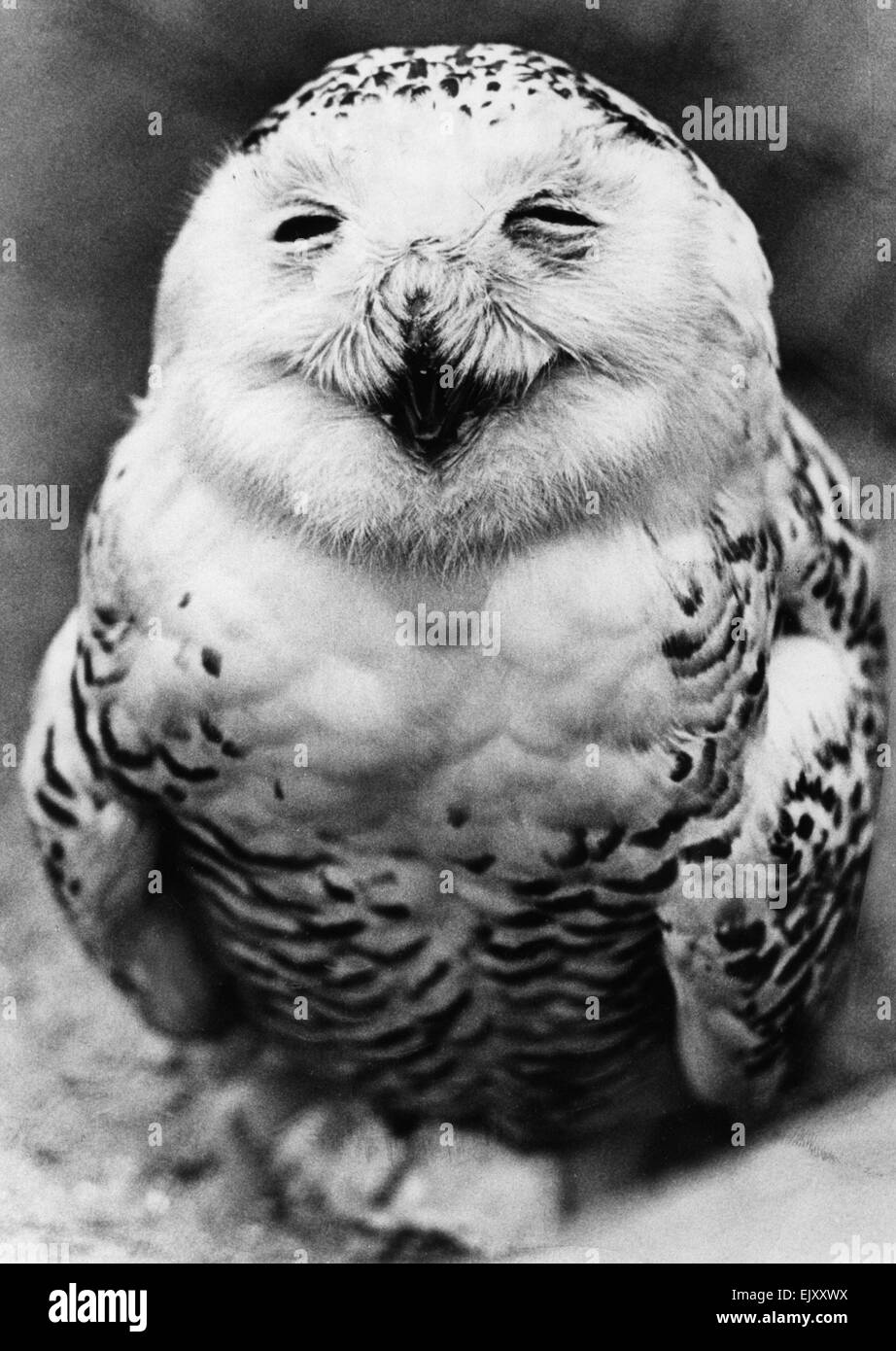 Susy die Schneeeule gibt ein Lächeln in Paignton Zoo, Devon. Mai 1976 Stockfoto