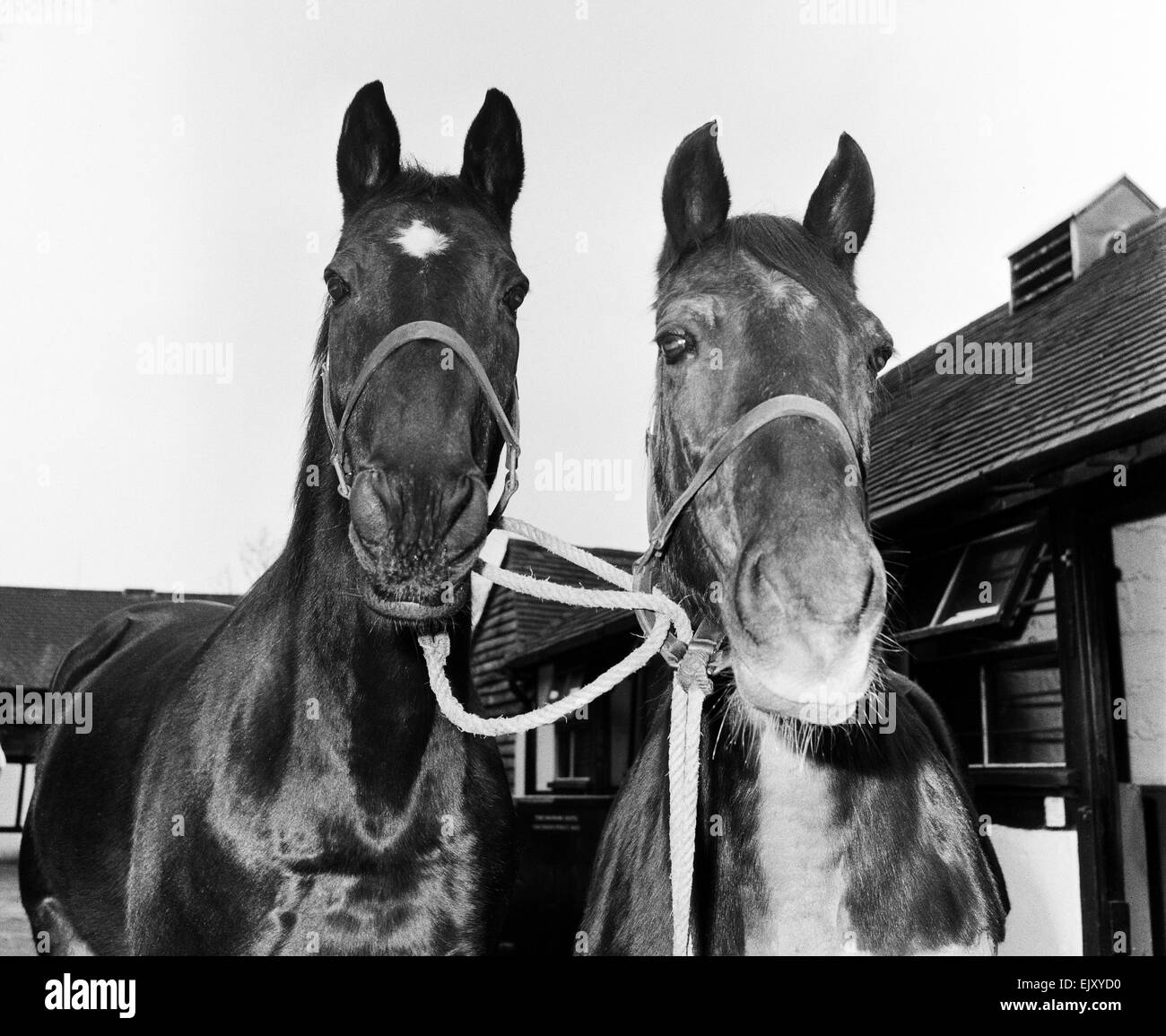 Rennpferd Golden Miller in seinem Stall mit einem anderen Pferd. Ca. 1952. Stockfoto