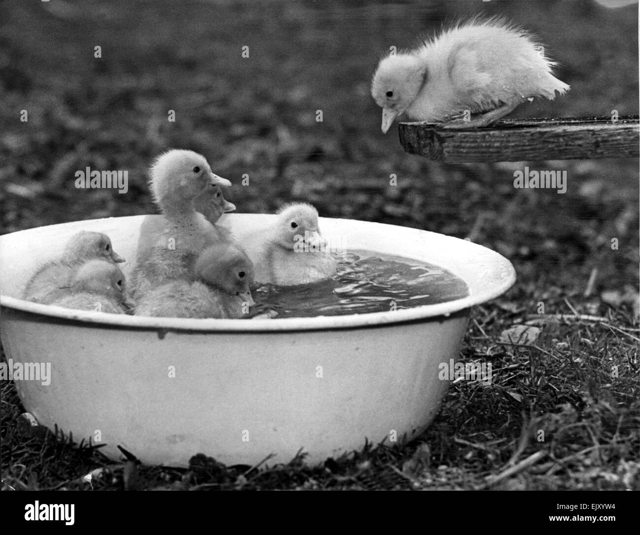 Eine junge Entlein denkt zweimal unter den Sprung mit seinen Freunden. Mai 1976 Stockfoto