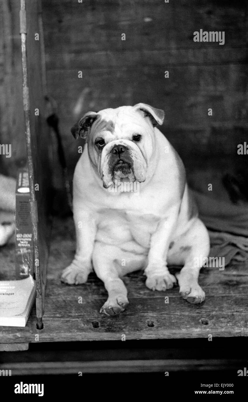 Die Richmond Dog Show findet bei Olympia in London heute und morgen, und hat als Hunderte von Einträgen aus im ganzen Land schon immer angezogen. 2-Year-Old ch. Beechlyn Golden Nuggett von Denbrough der Sieger in der offenen Klasse der Hund des Abschnitts Bull Dog heute. Dezember 1974 74-7179-003 Stockfoto