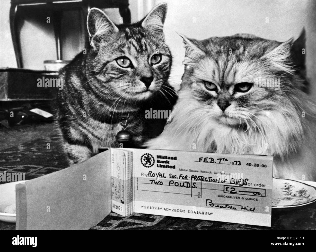 Tiere: Katzen. Quitten (links) und Quicksilver... Abrechnung des Kontos. Februar 1973 P019776 Stockfoto