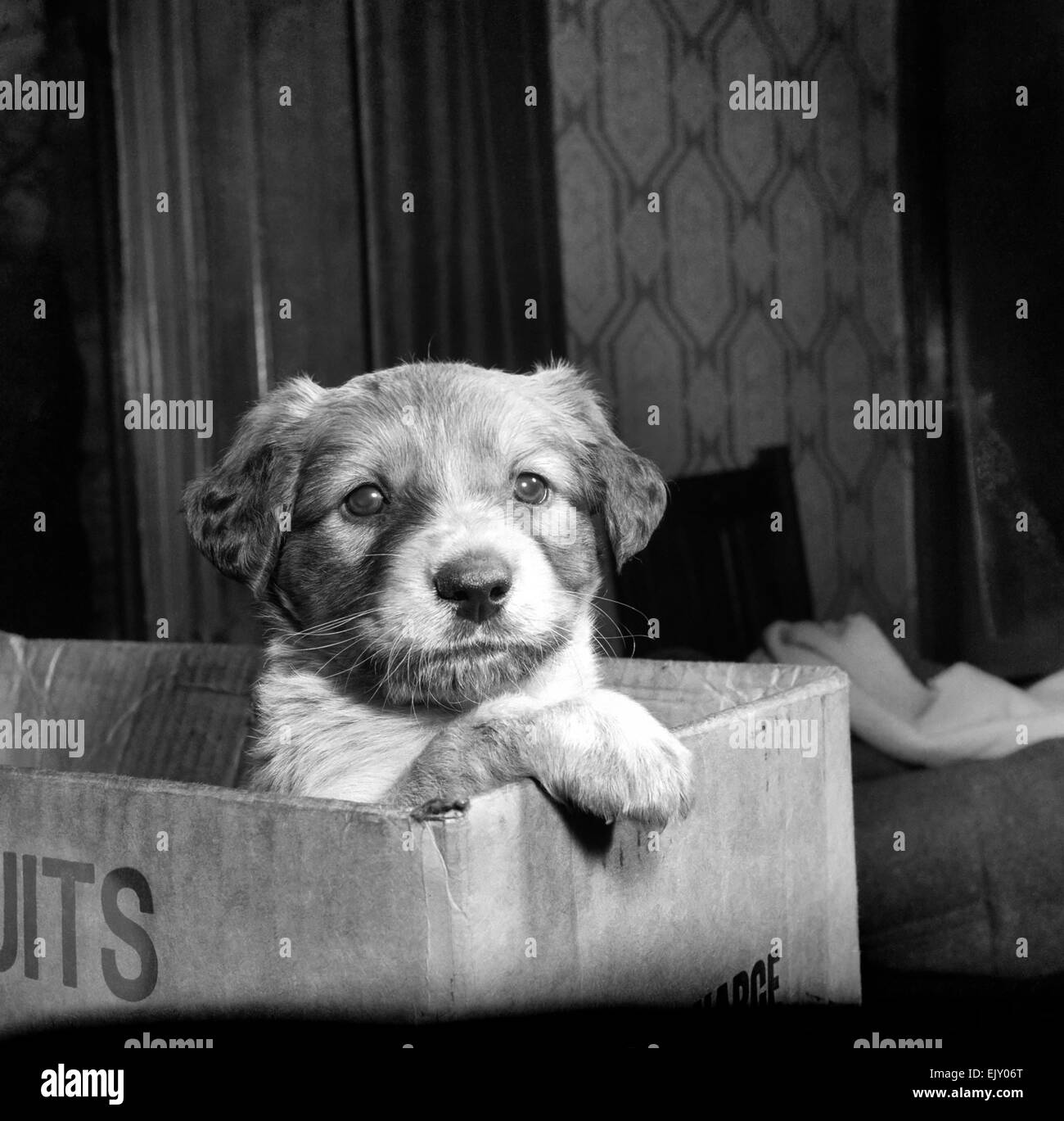 Verlassenen Hund: Robinson Crusoe wurde in einem Karton mit einem neuen, Blei, Kragen und frisch geöffnete Dose Fleisch aufgegeben. Und in seinem kleinen Unterstand er blieb - wie ein Baby auf einer Türschwelle. Jetzt ist er in einem Hunde zuhause in Dewsbury, Yorkshire. Dezember 1958 K8114-007 Stockfoto