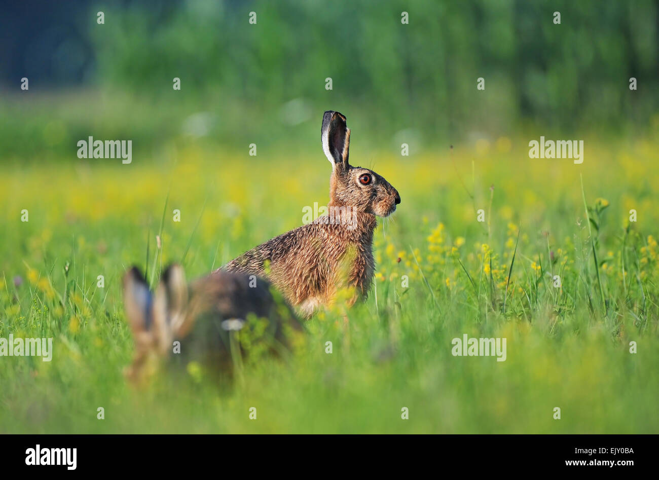 Foto von Feldhasen sitzen auf einer Wiese Stockfoto