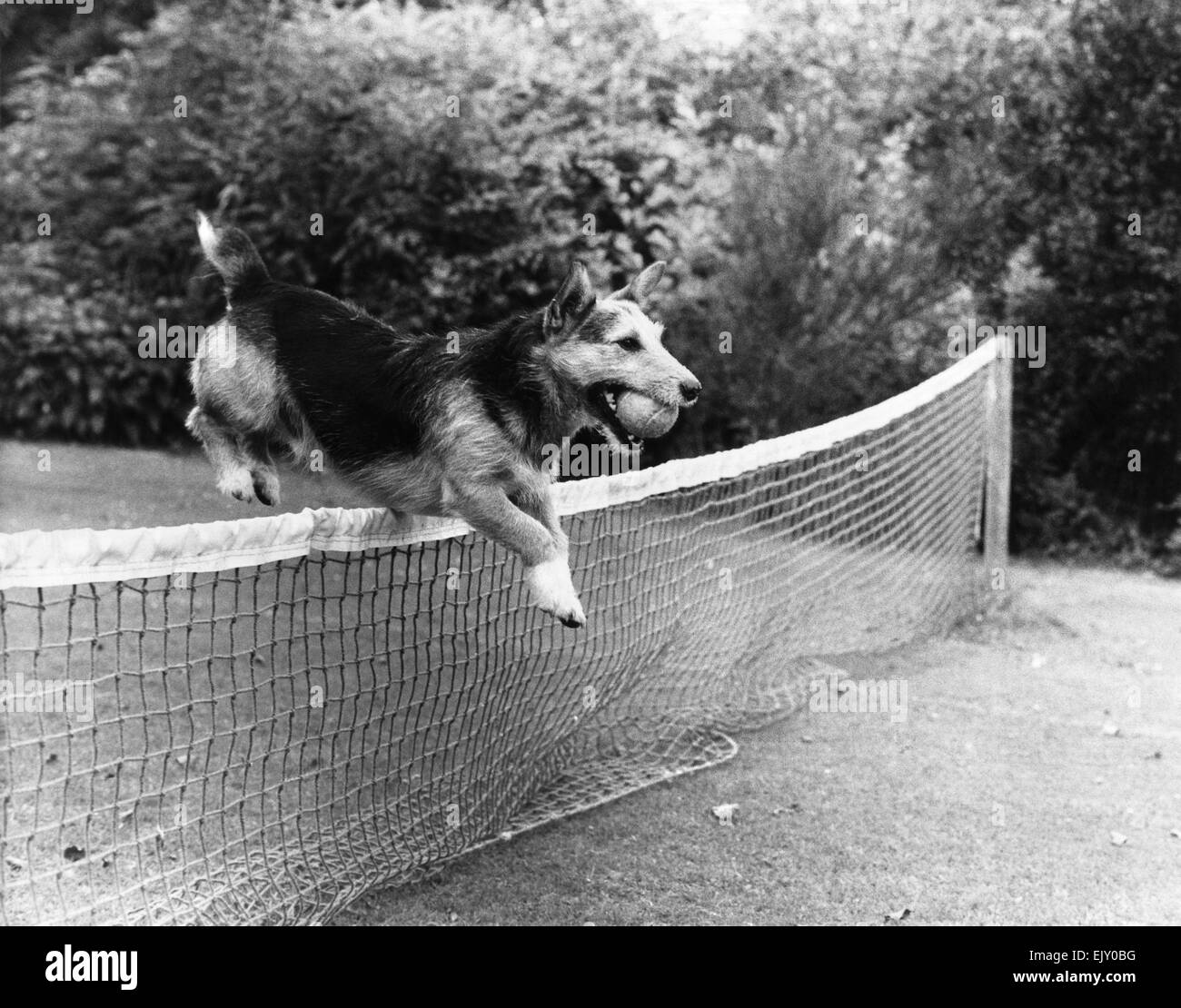 Alten Soldaten "Ratten" der Hund, der zum Ruhm in Nordirland sprang, als er diente für mehr als 2 Jahren mit einer Front Armee Grenzposten in Bogside, Co. Armagh, lebt in angenehmen Ruhestand nach der Entlassung medizinisch ungeeignet nach einem Herzinfarkt im vergangenen Jahr. "Lust auf Tennis?" Ratten mit seinem Lieblings Tennisball, löscht das Netz ohne Aufwand überhaupt. August 1980 P035506 Stockfoto