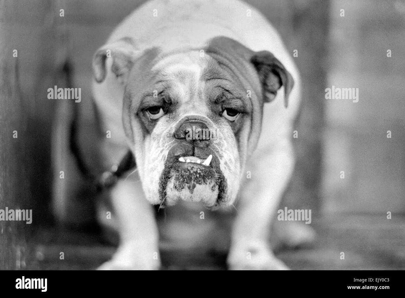 Die Richmond Dog Show findet bei Olympia in London heute und morgen, und hat als Hunderte von Einträgen aus im ganzen Land schon immer angezogen. 2-Year-Old ch. Beechlyn Golden Nuggett von Denbrough der Sieger in der offenen Klasse der Hund des Abschnitts Bull Dog heute. Dezember 1974 74-7179-014 Stockfoto