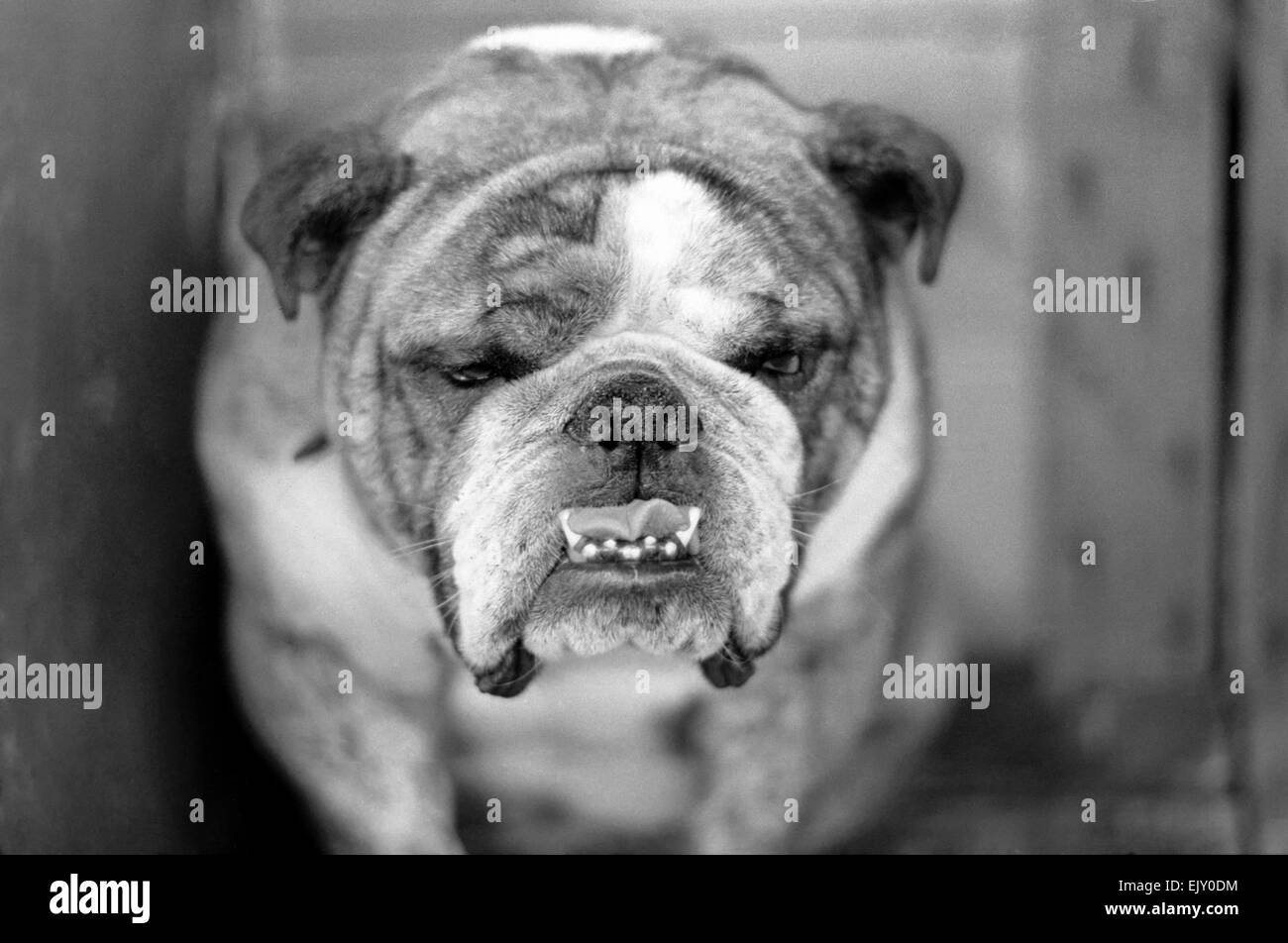 Die Richmond Dog Show findet bei Olympia in London heute und morgen, und hat als Hunderte von Einträgen aus im ganzen Land schon immer angezogen. 2-Year-Old ch. Beechlyn Golden Nuggett von Denbrough der Sieger in der offenen Klasse der Hund des Abschnitts Bull Dog heute. Dezember 1974 74-7179-004 Stockfoto
