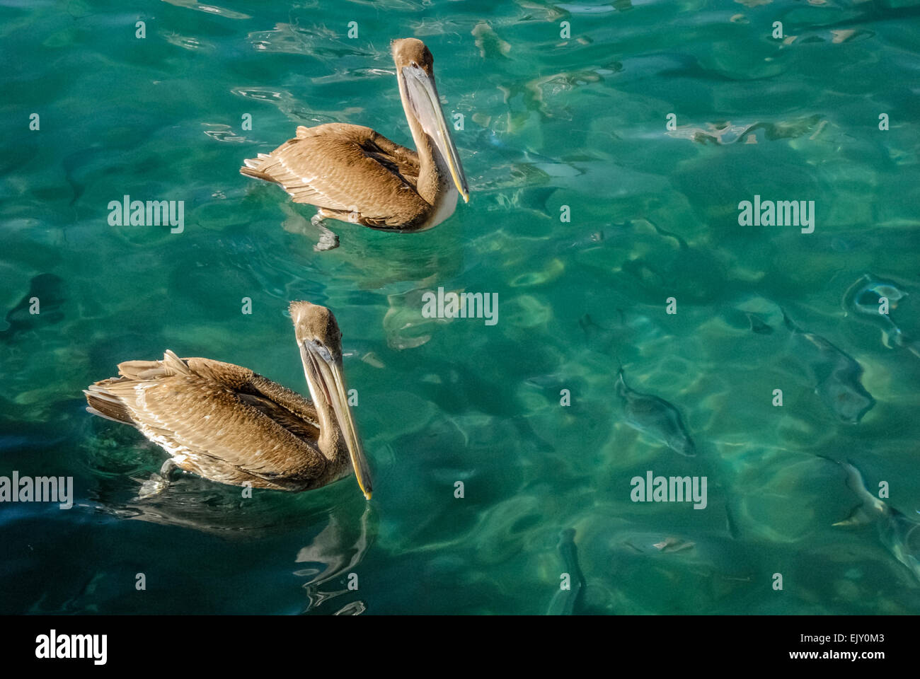 Zwei Florida Pelikane schwimmen über eine Schule des Fisches in farbigen Smaragdwasser Sailfish Marina neben dem Palm Beach-Einlass. Stockfoto
