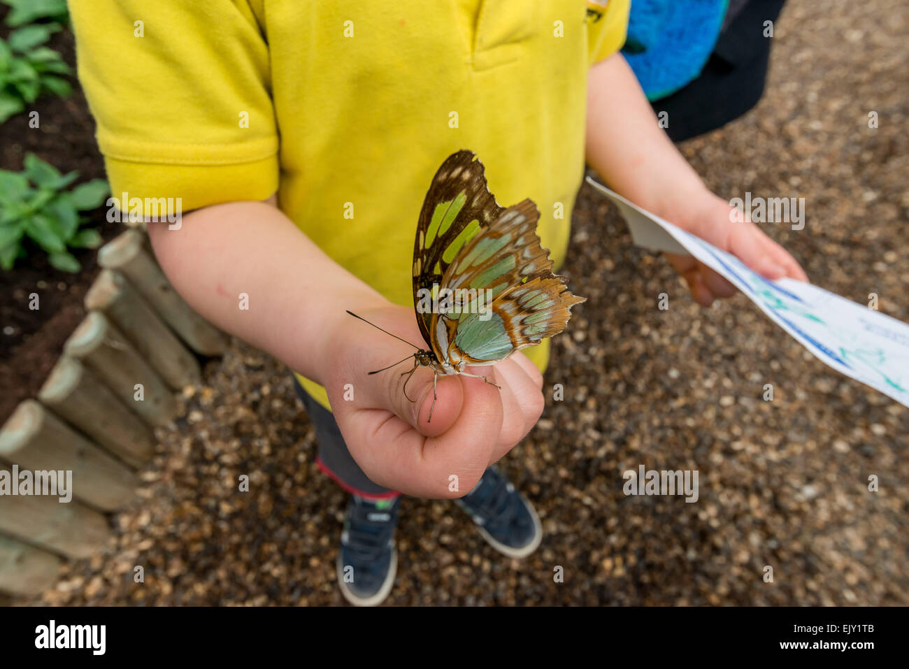 2. April 2015 - kehrt das Natural History Museum Schmetterlingshaus einen siebten Jahr 2015 in einem speziell konstruierten tropischen Gehäuse am des Museums Ost Rasen. Besucher können von Angesicht zu Angesicht mit tropischen Schmetterlingen, einschließlich der Schwalbenschwanz, blauen Morpho, die Mondmotte und viele andere kommen aus Afrika, Südost-Asien und Nord- und Südamerika, © Velar Grant/ZUMA Wire/ZUMAPRESS.com/Alamy Live News Stockfoto