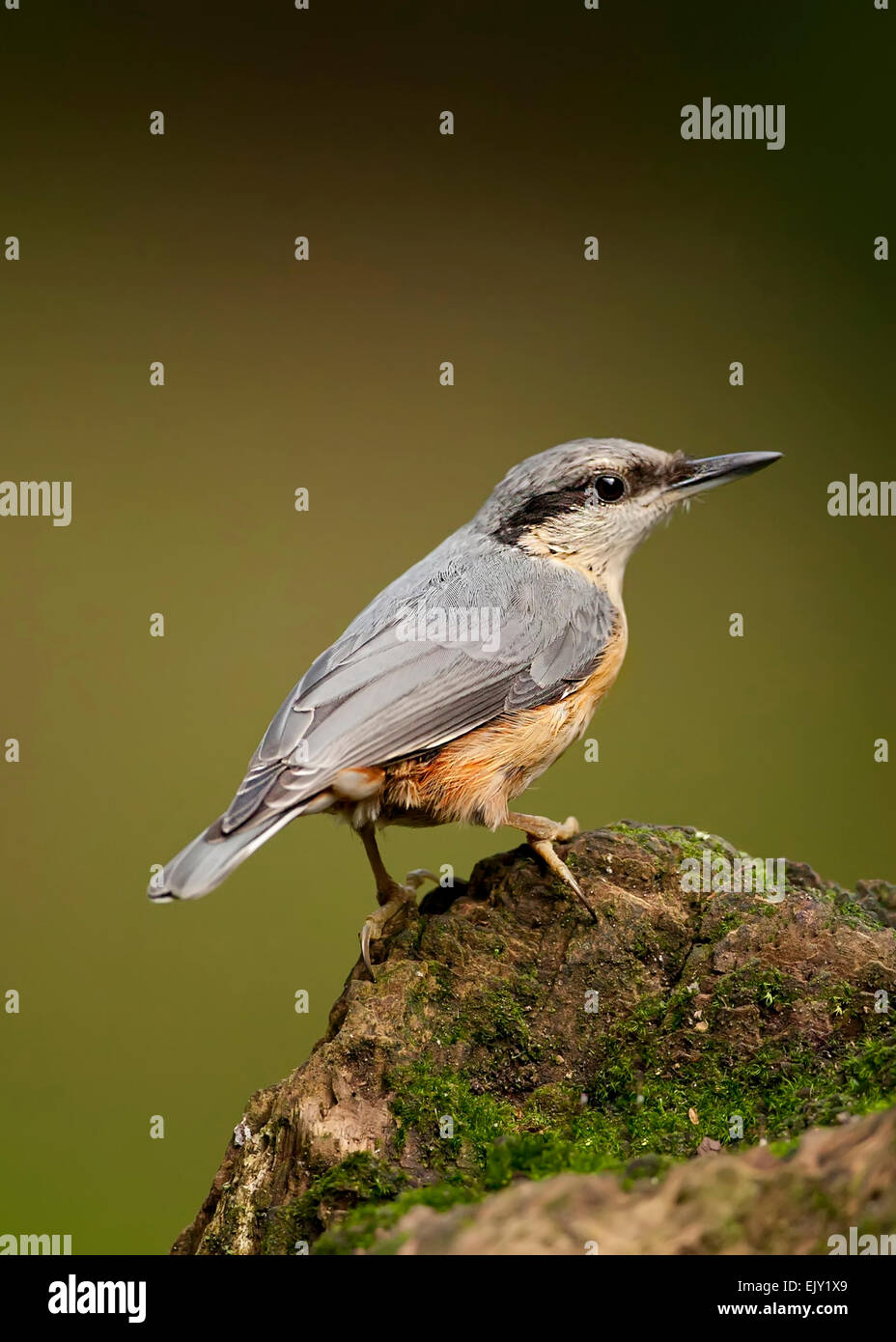 Kleiber Stockfoto