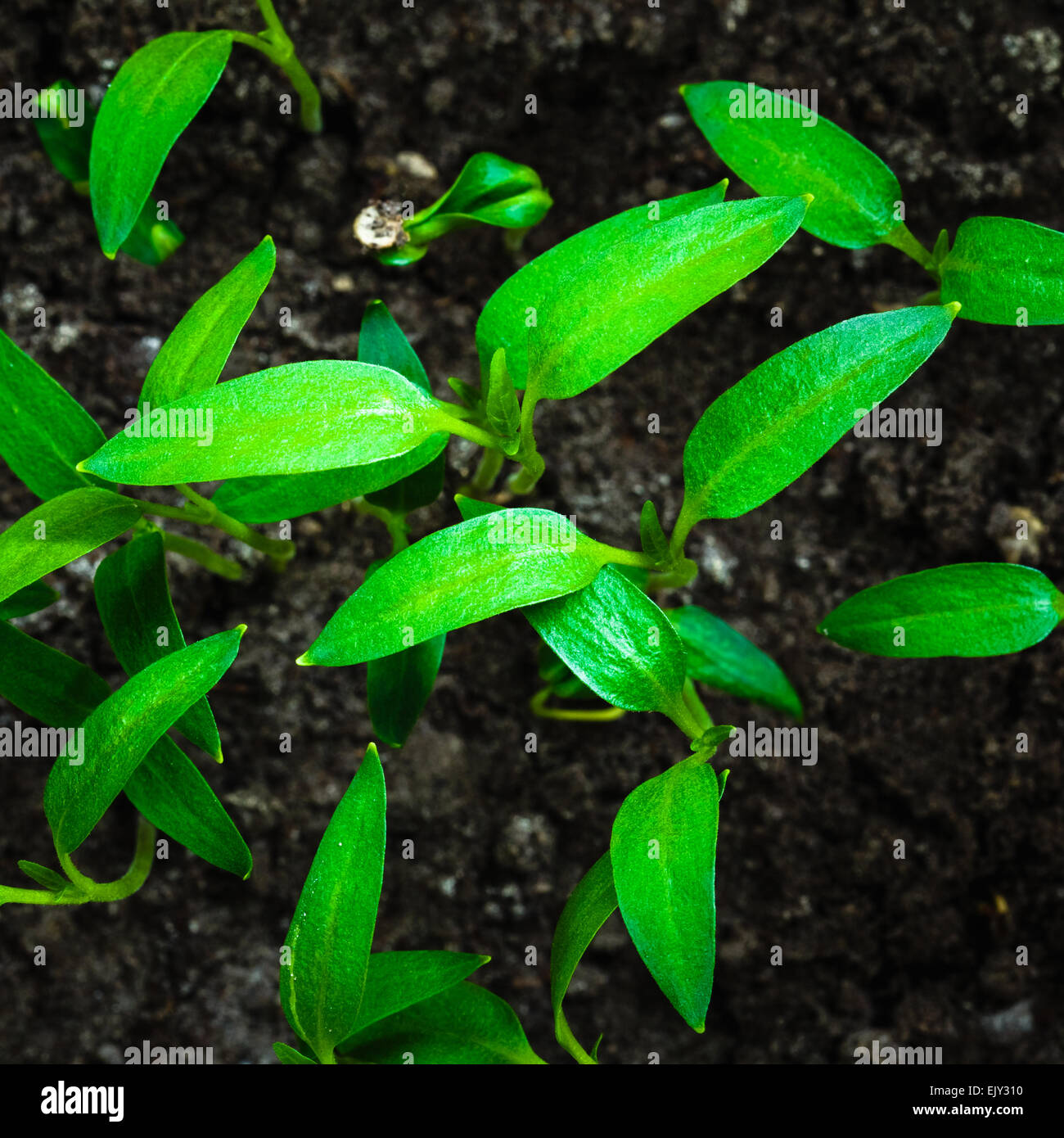 Grün sprießen auf dunkle schwarze Erde Hintergrund aus Samen wachsen. Frühling-Konzept des neuen Lebens Stockfoto