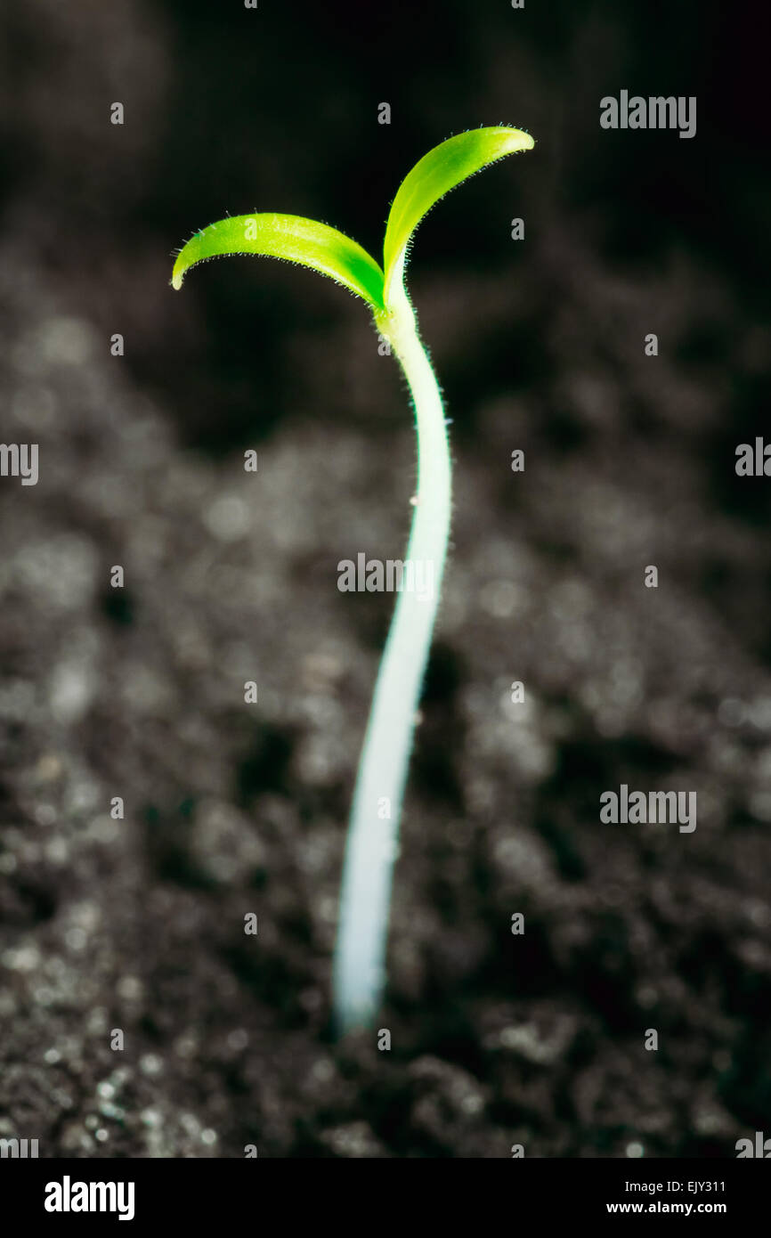 Auf dunklen Schwarzerde Hintergrund wachsen aus Samen. Frühling-Konzept des neuen Lebens Stockfoto