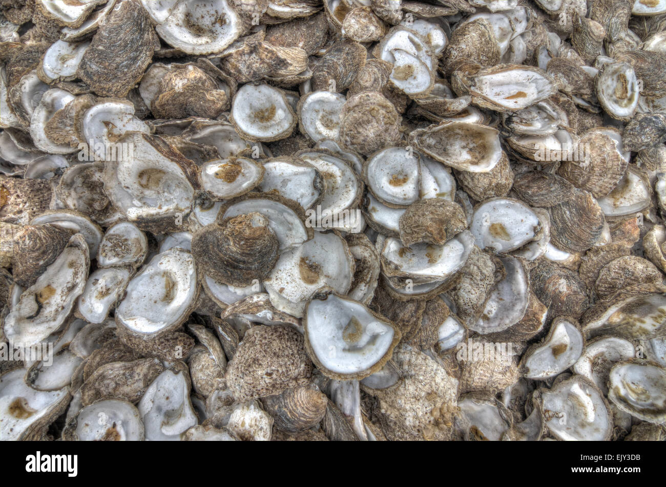 Austern Muscheln Whitstable kent Stockfoto