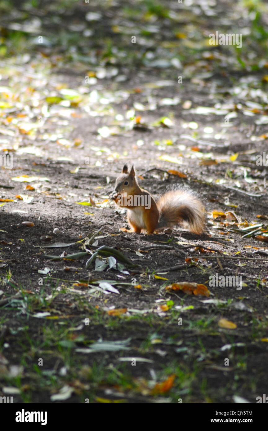 Gewöhnliche Eichhörnchen, buschige Rute Stockfoto