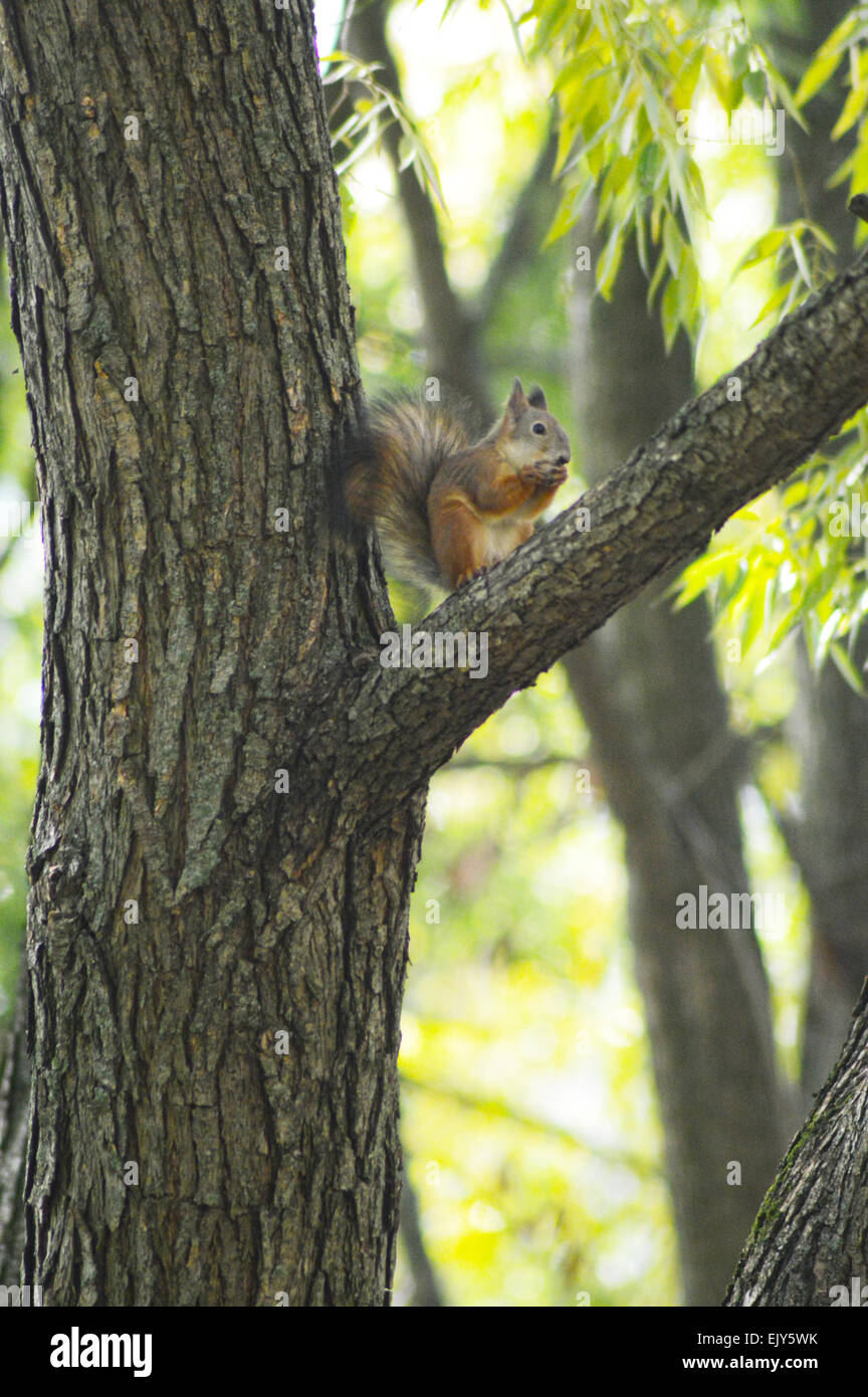 Gewöhnliche Eichhörnchen, buschige Rute Stockfoto