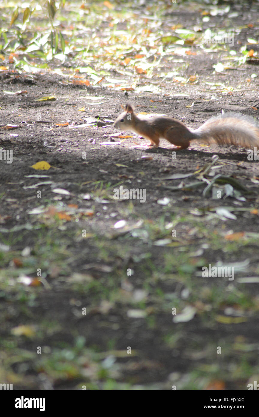 Gewöhnliche Eichhörnchen, buschige Rute Stockfoto