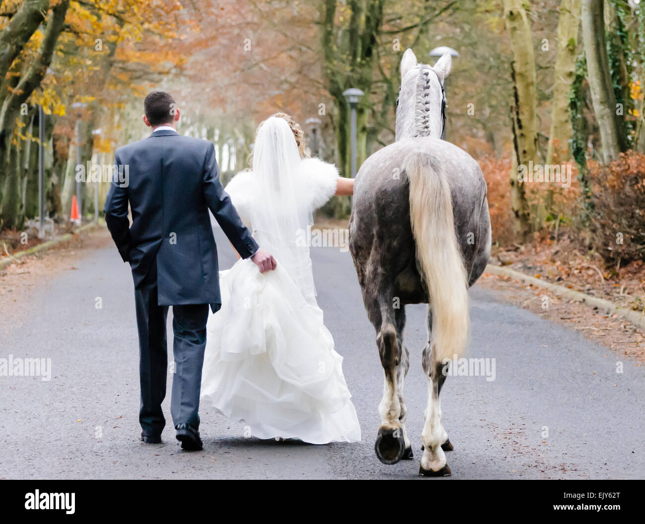 Ein pferd heiraten Fotos und Bildmaterial in hoher Auflösung Alamy