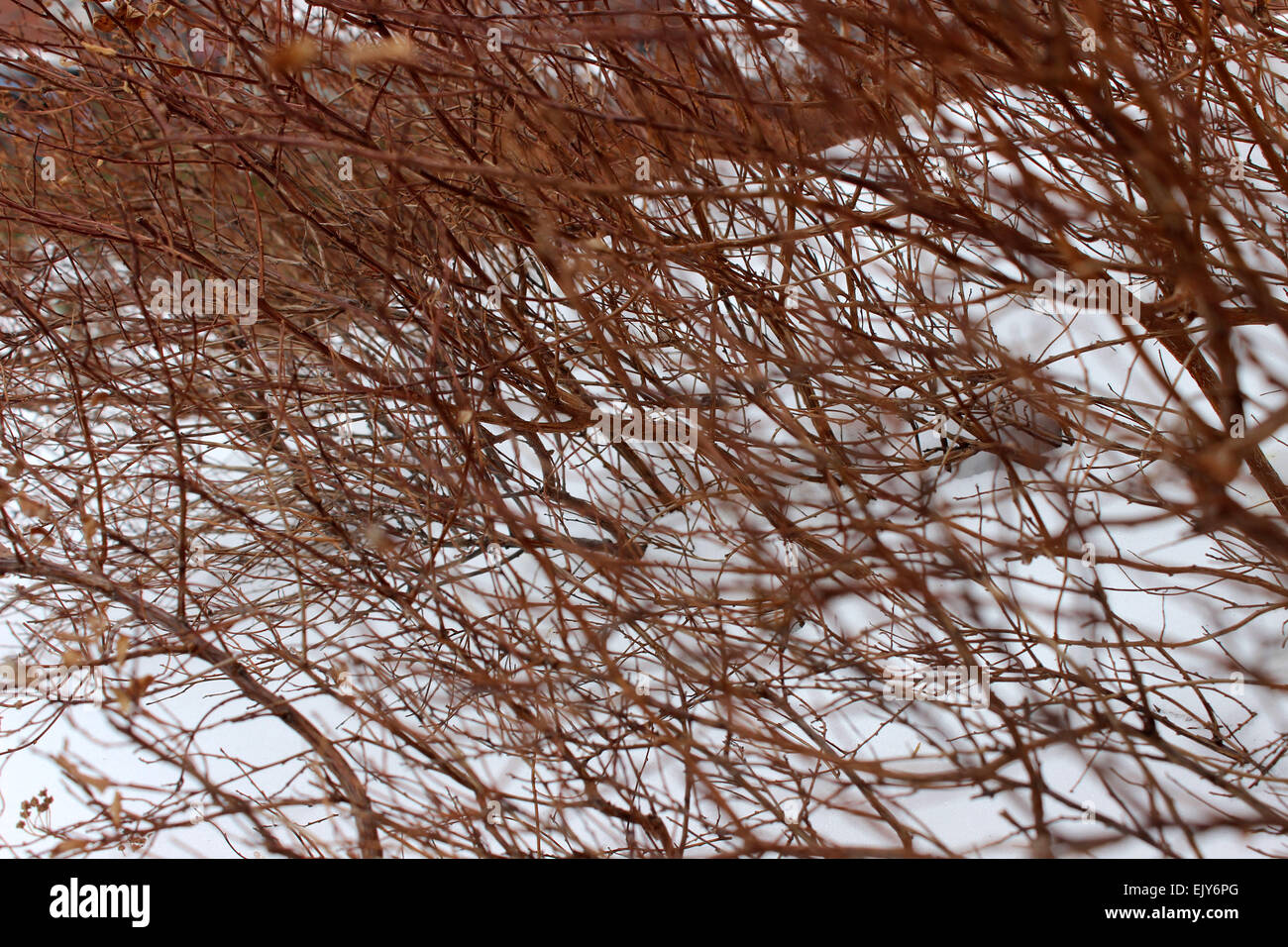 Abstrakte fotografische Detail eine rote Wildpflanzen, die auf Schnee überleben in einem Winter in Kanada Stockfoto