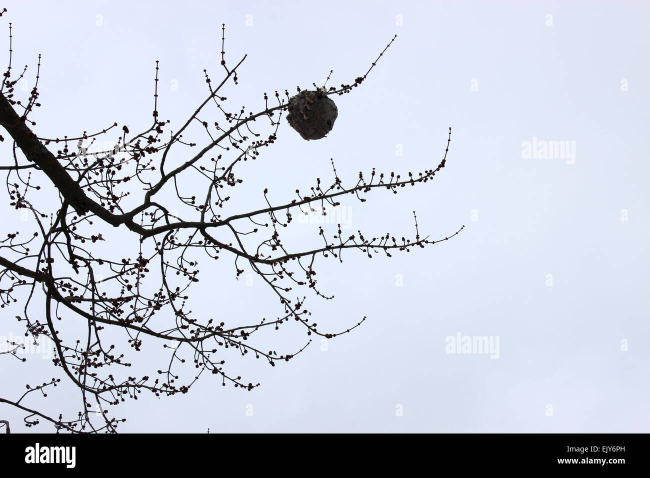 Foto von einer Wabe hängen von einem Baum an einem bewölkten Tag eines kanadischen Winter. Stockfoto