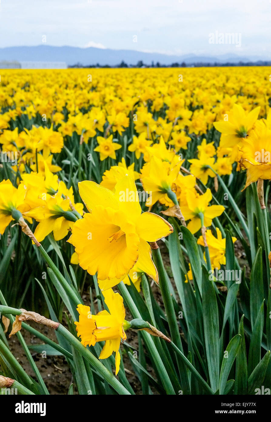 Bereich der gelben Narzissen während der Skagit Valley Tulip Festival. Stockfoto