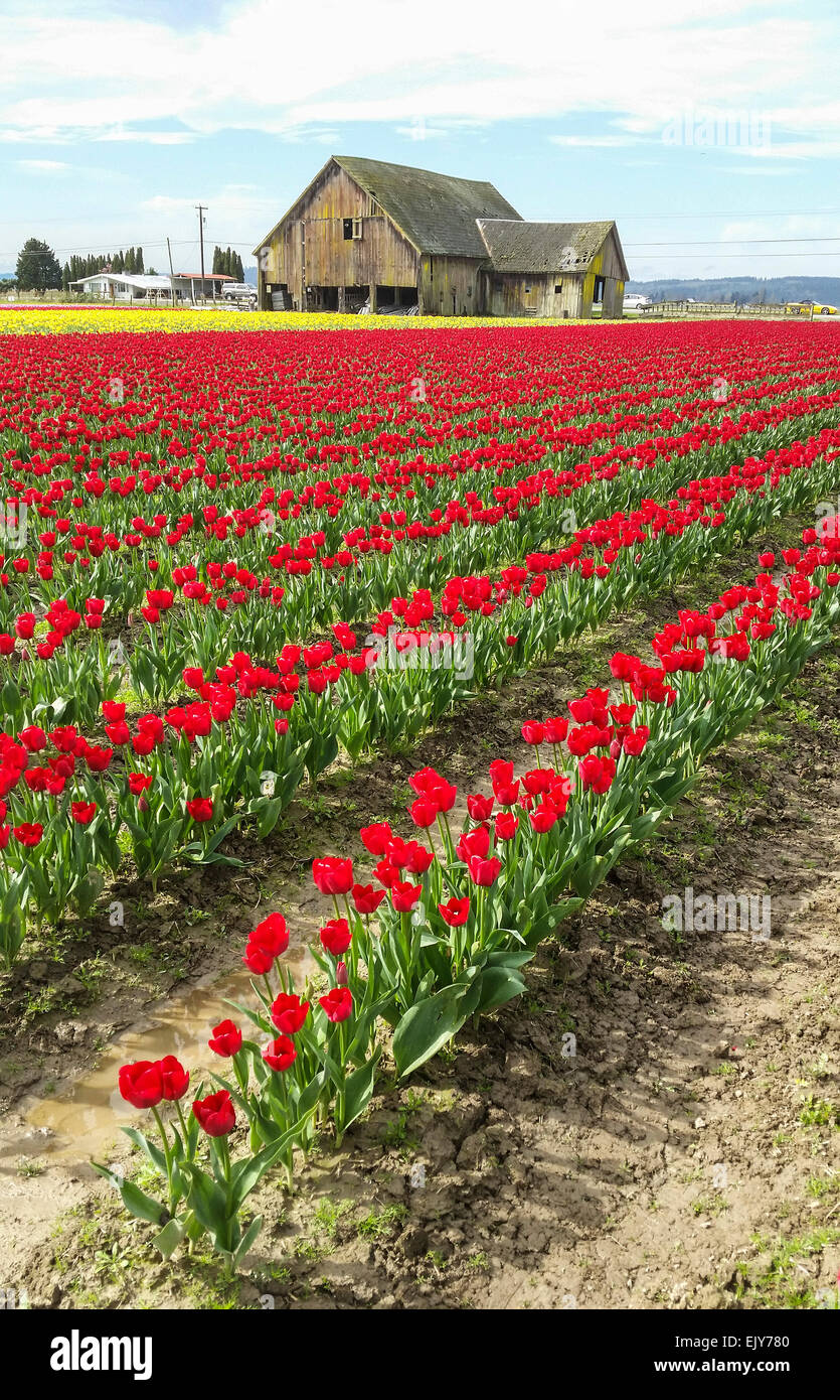 Bereich der roten Tulpen im Skagit Valley Tulip Festival mit Scheune im Hintergrund. Stockfoto