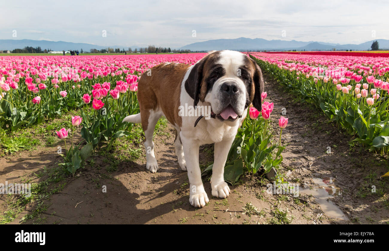 Bereich der rosa Tulpen im Skagit Valley Tulip Festival. Und ein großer Hund. Stockfoto
