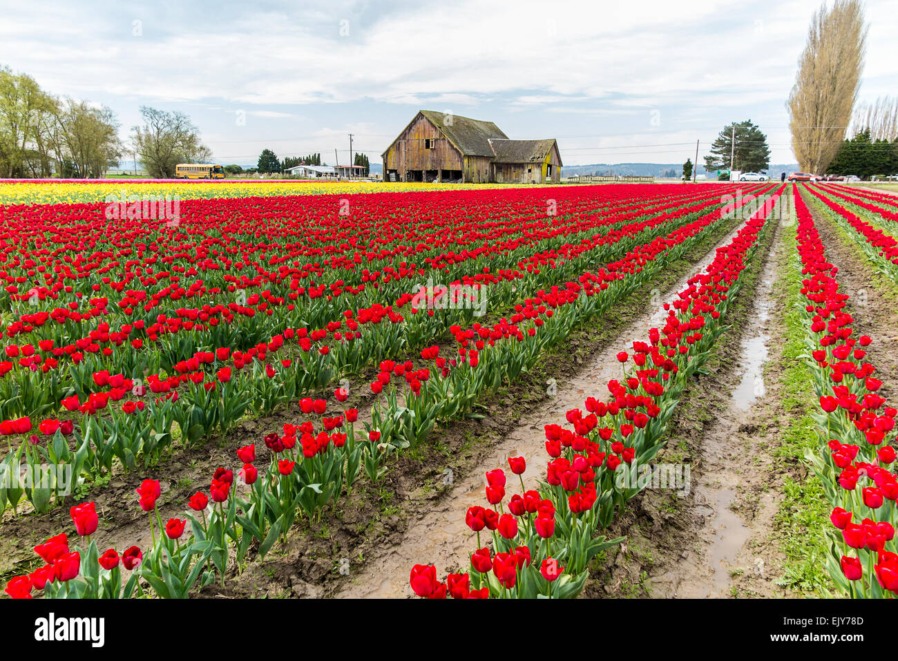 Bereich der roten Tulpen im Skagit Valley Tulip Festival mit Scheune im Hintergrund Stockfoto