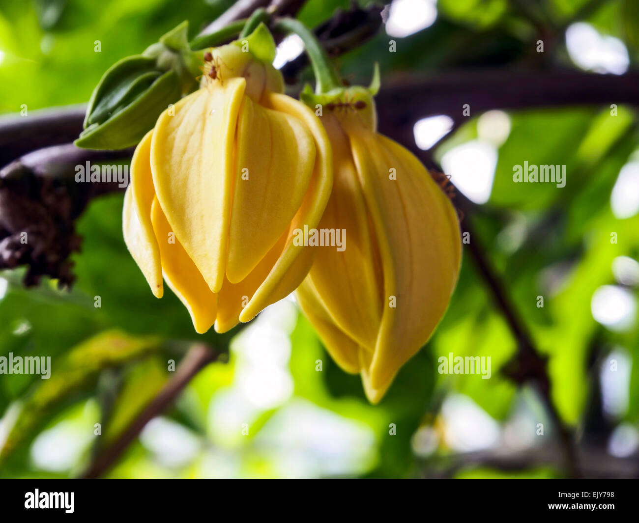 Ylang ylang Fotos und Bildmaterial in hoher Auflösung Alamy