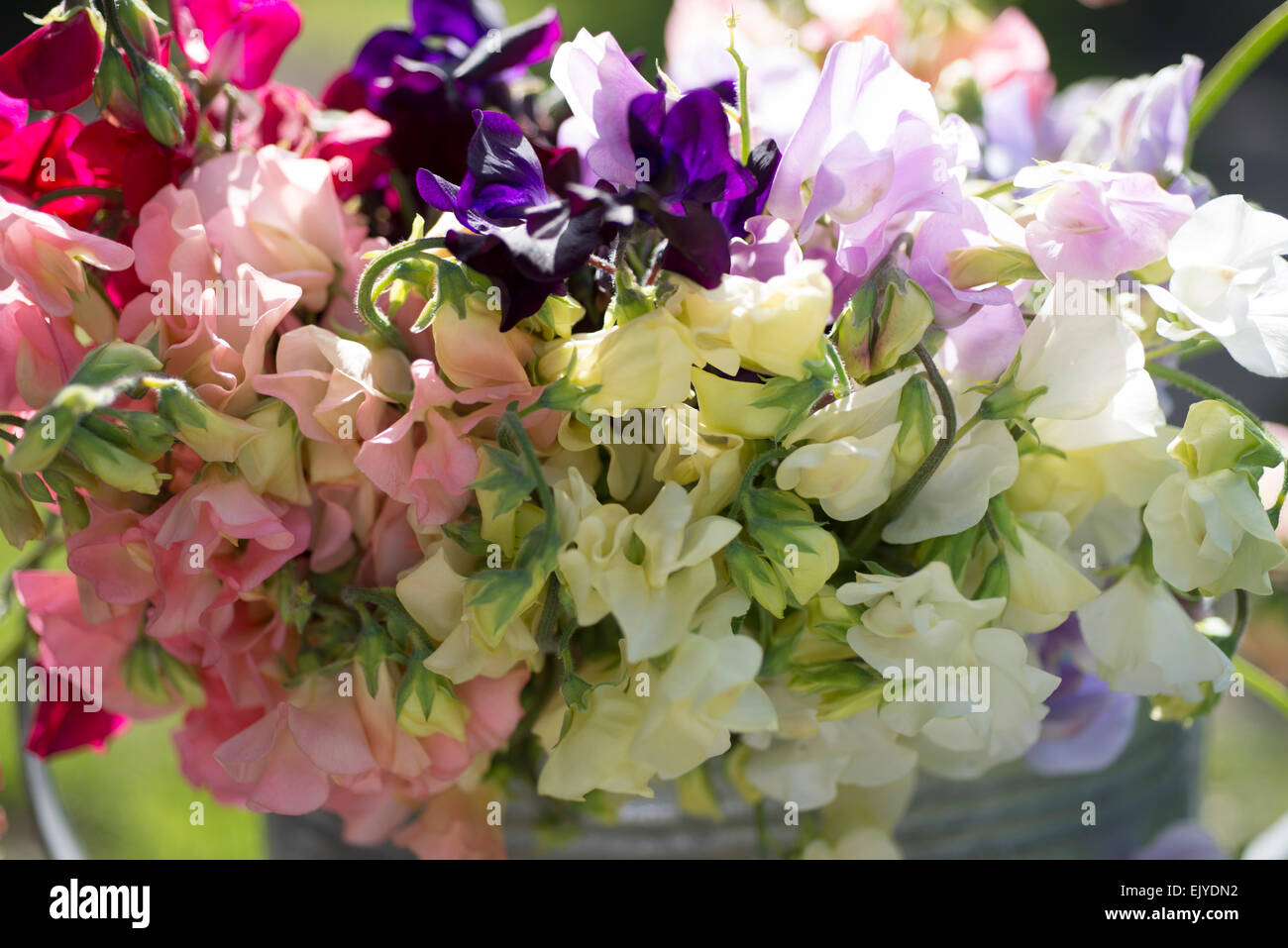 Süße Erbsen, Lathyrus man in Behälter Stockfoto